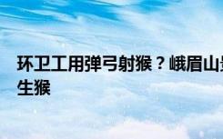 环卫工用弹弓射猴？峨眉山景区：实为“猴管”驱赶顽劣野生猴