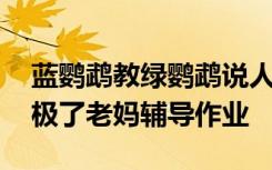 蓝鹦鹉教绿鹦鹉说人话，气得暴跳 网友：像极了老妈辅导作业