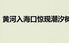 黄河入海口惊现潮汐树景观，似“白龙出海”