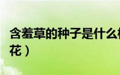 含羞草的种子是什么样子的（含羞草会不会开花）