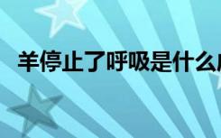 羊停止了呼吸是什么成语（羊停止了呼吸）