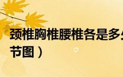 颈椎胸椎腰椎各是多少节（颈椎胸椎腰椎各几节图）