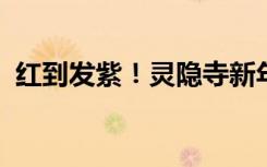 红到发紫！灵隐寺新年一早开启人从众模式