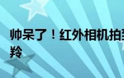 帅呆了！红外相机拍到罕见“四不像”中华鬣羚