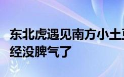 东北虎遇见南方小土豆秒变咪咪，网友：它已经没脾气了