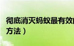 彻底消灭蚂蚁最有效的方法（灭蚂蚁最有效的方法）