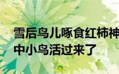 雪后鸟儿啄食红柿神还原国画 网友：以为画中小鸟活过来了