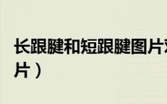 长跟腱和短跟腱图片对比（长跟腱和短跟腱图片）