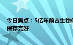 今日焦点：5亿年前古生物化石现身工地：动物身体外骨骼保存完好