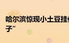 哈尔滨惊现小土豆挂件！把土豆子卖给“土豆子”