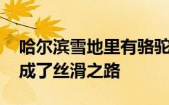 哈尔滨雪地里有骆驼了 骆驼：从丝绸之路变成了丝滑之路