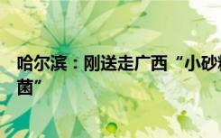 哈尔滨：刚送走广西“小砂糖橘”，又迎来云南“迷你野生菌”