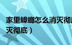 家里蟑螂怎么消灭彻底清除（家里蟑螂怎么消灭彻底）