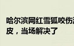 哈尔滨网红雪狐咬伤游客？工作人员：抓破了皮，当场解决了