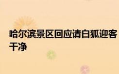 哈尔滨景区回应请白狐迎客：驯化过不咬人，经常洗护保持干净