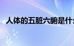 人体的五脏六腑是什么（五脏六腑是什么）