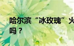 哈尔滨“冰玫瑰”火上热搜，网友：这不AI吗？