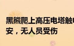 黑熊爬上高压电塔触电死亡，遗体已交森林公安，无人员受伤