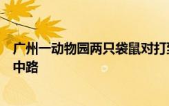 广州一动物园两只袋鼠对打到飞起，网友：袋师傅，快切它中路
