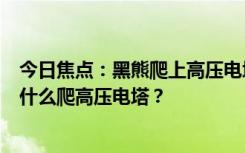 今日焦点：黑熊爬上高压电塔触电死亡，网友调侃：熊大为什么爬高压电塔？