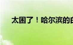 太困了！哈尔滨的白狐已经熬出黑眼圈