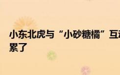 小东北虎与“小砂糖橘”互动直播中断，长春文旅：孩子们累了