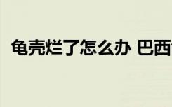 龟壳烂了怎么办 巴西龟（龟壳烂了怎么办）