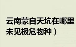 云南蒙自天坑在哪里（云南蒙自天坑发现百年未见极危物种）