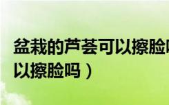盆栽的芦荟可以擦脸吗问医生（盆栽的芦荟可以擦脸吗）