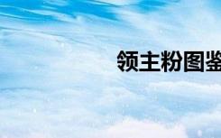 领主粉图鉴（领主粉）