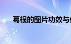 葛根的图片功效与作用（葛根的图片）