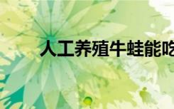 人工养殖牛蛙能吃吗（牛蛙能吃吗）