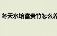 冬天水培富贵竹怎么养（水培富贵竹怎么养）