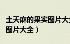土天麻的果实图片大全（土天麻的叶子和花的图片大全）
