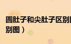 圆肚子和尖肚子区别图片（圆肚子和尖肚子区别图）