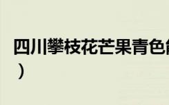 四川攀枝花芒果青色能吃吗（四川攀枝花芒果）