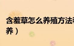 含羞草怎么养殖方法和注意事项（含羞草怎么养）