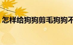 怎样给狗狗剪毛狗狗不动（怎样给狗狗剪毛）