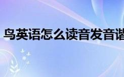 鸟英语怎么读音发音谐音（鸟英语怎么读音）