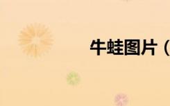 牛蛙图片（牛蛙蝌蚪）