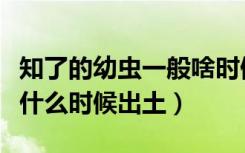 知了的幼虫一般啥时候从地下出来（知了幼虫什么时候出土）