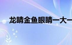 龙睛金鱼眼睛一大一小能恢复吗（龙睛）