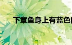 下章鱼身上有蓝色圈能不能吃（下章）