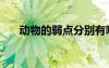 动物的弱点分别有哪些（动物的弱点）