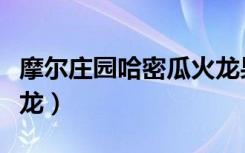 摩尔庄园哈密瓜火龙果在哪里（摩尔庄园哈米龙）