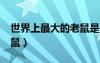 世界上最大的老鼠是什么?（世界上最大的老鼠）