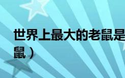 世界上最大的老鼠是什么?（世界上最大的老鼠）