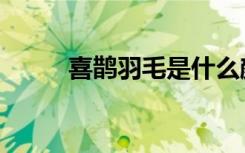 喜鹊羽毛是什么颜色（喜鹊羽毛）