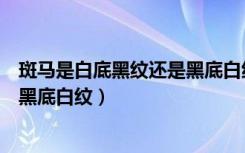 斑马是白底黑纹还是黑底白纹神回复（斑马是白底黑纹还是黑底白纹）