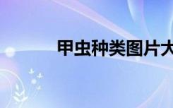 甲虫种类图片大全（昆虫大全）